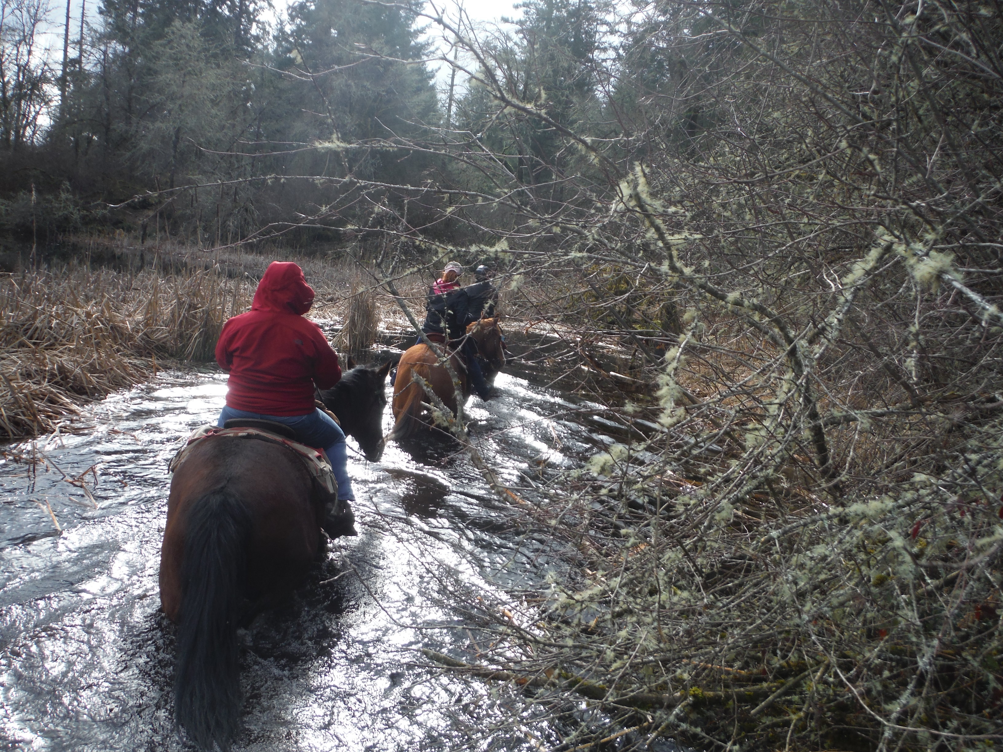 Ride On Horseback custom trail rides - Graham,  WA   98338
